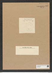 Diatomeae indet. Zeichnungen Sammlung Grunow Nr. 7962 (NHMW-BOT-W0377248)